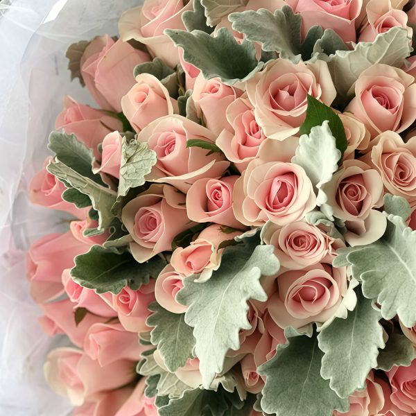 Pink Lady - 99 Pink Lady