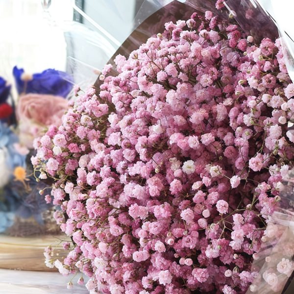 心靈的祝福 - 荷蘭進口的曼札尼塔 Blessing of the Heart - Holland Imported Manzanita