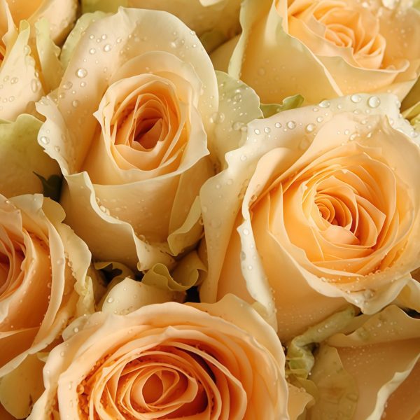 Taste of Romance - Champagne Roses 33 Stems Bouquet Taste of Romance - Champagne Roses 33 Stems Bouquet