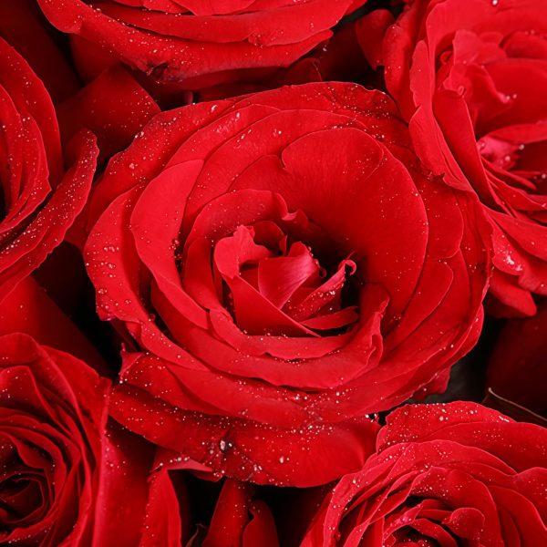 11 Red Roses ?Classic Red Rose Hand Corsage 11 Red Roses ?Classic Red Rose Hand Corsage